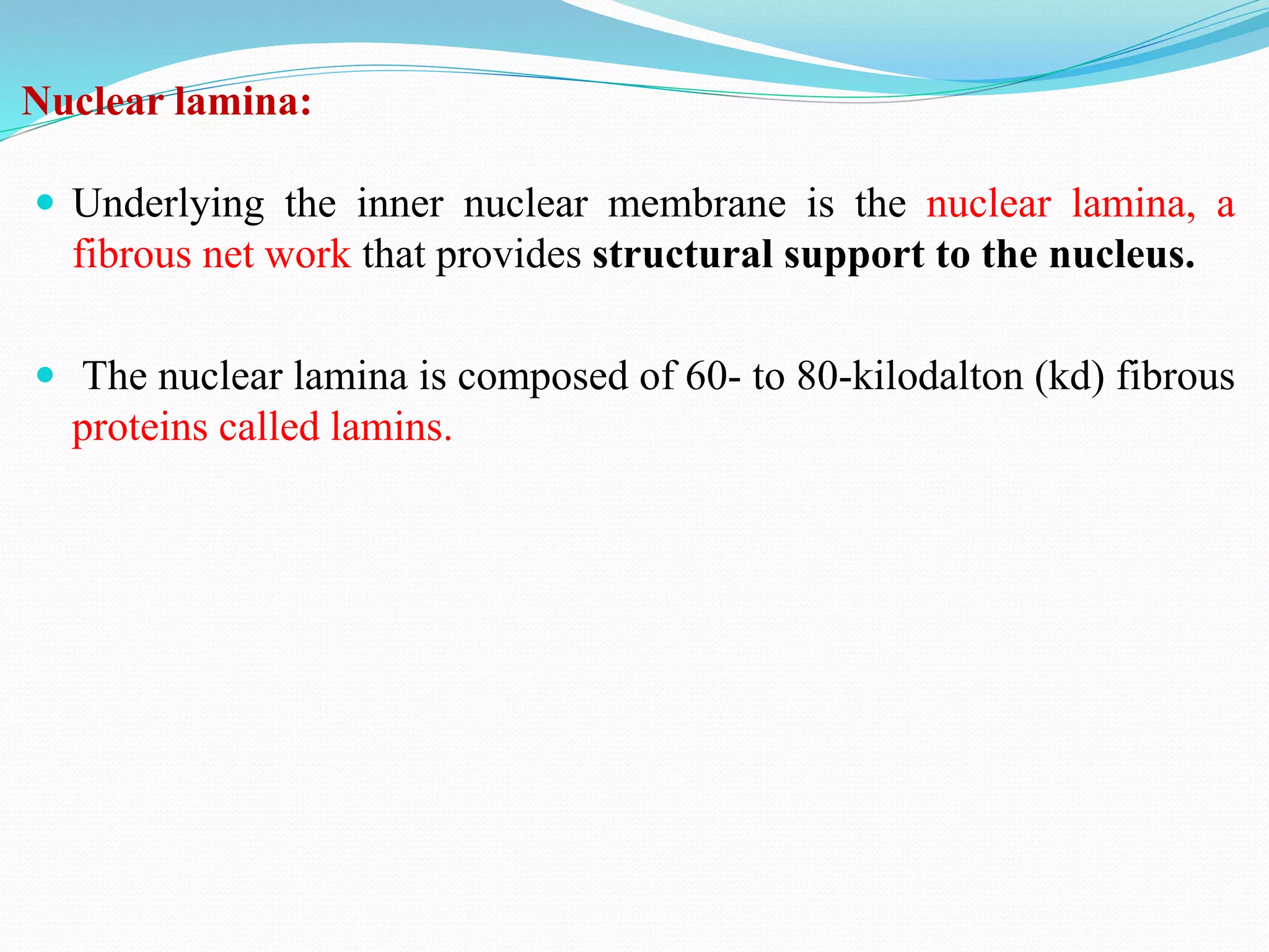 Nuclear lamina:
 Underlying the inner nuclear membrane is the nuclear lamina, a
fibrous net work that provides structural support to the nucleus.
 The nuclear lamina is composed of 60- to 80-kilodalton (kd) fibrous
proteins called lamins.
 
