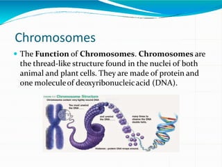 Chromosomes
 The Function of Chromosomes. Chromosomes are
the thread-like structure found in the nuclei of both
animal and plant cells. They are made of protein and
one moleculeof deoxyribonucleicacid (DNA).
 