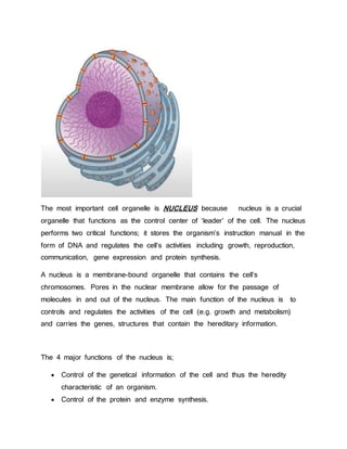 The most important cell organelle is NUCLEUS because nucleus is a crucial
organelle that functions as the control center of ‘leader’ of the cell. The nucleus
performs two critical functions; it stores the organism’s instruction manual in the
form of DNA and regulates the cell’s activities including growth, reproduction,
communication, gene expression and protein synthesis.
A nucleus is a membrane-bound organelle that contains the cell’s
chromosomes. Pores in the nuclear membrane allow for the passage of
molecules in and out of the nucleus. The main function of the nucleus is to
controls and regulates the activities of the cell (e.g. growth and metabolism)
and carries the genes, structures that contain the hereditary information.
The 4 major functions of the nucleus is;
 Control of the genetical information of the cell and thus the heredity
characteristic of an organism.
 Control of the protein and enzyme synthesis.
 