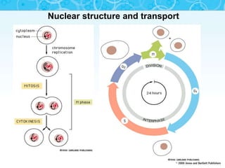 Nuclear structure and transport
 