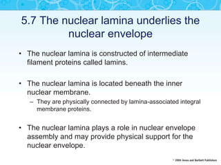 5.7 The nuclear lamina underlies the
nuclear envelope
• The nuclear lamina is constructed of intermediate
filament proteins called lamins.
• The nuclear lamina is located beneath the inner
nuclear membrane.
– They are physically connected by lamina-associated integral
membrane proteins.
• The nuclear lamina plays a role in nuclear envelope
assembly and may provide physical support for the
nuclear envelope.
 