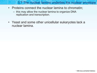 • Proteins connect the nuclear lamina to chromatin;
– this may allow the nuclear lamina to organize DNA
replication and transcription.
• Yeast and some other unicellular eukaryotes lack a
nuclear lamina.
5.7 The nuclear lamina underlies the nuclear envelope
 