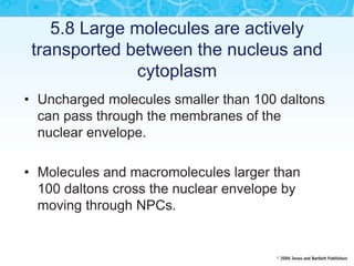 5.8 Large molecules are actively
transported between the nucleus and
cytoplasm
• Uncharged molecules smaller than 100 daltons
can pass through the membranes of the
nuclear envelope.
• Molecules and macromolecules larger than
100 daltons cross the nuclear envelope by
moving through NPCs.
 