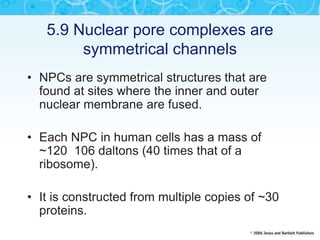 5.9 Nuclear pore complexes are
symmetrical channels
• NPCs are symmetrical structures that are
found at sites where the inner and outer
nuclear membrane are fused.
• Each NPC in human cells has a mass of
~120 106 daltons (40 times that of a
ribosome).
• It is constructed from multiple copies of ~30
proteins.
 