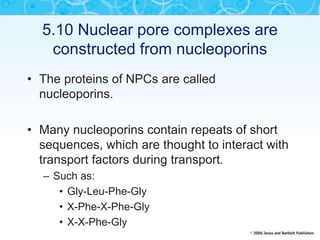 5.10 Nuclear pore complexes are
constructed from nucleoporins
• The proteins of NPCs are called
nucleoporins.
• Many nucleoporins contain repeats of short
sequences, which are thought to interact with
transport factors during transport.
– Such as:
• Gly-Leu-Phe-Gly
• X-Phe-X-Phe-Gly
• X-X-Phe-Gly
 