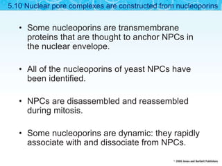 • Some nucleoporins are transmembrane
proteins that are thought to anchor NPCs in
the nuclear envelope.
• All of the nucleoporins of yeast NPCs have
been identified.
• NPCs are disassembled and reassembled
during mitosis.
• Some nucleoporins are dynamic: they rapidly
associate with and dissociate from NPCs.
5.10 Nuclear pore complexes are constructed from nucleoporins
 