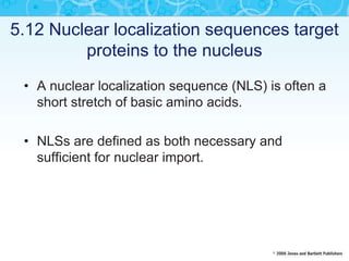 5.12 Nuclear localization sequences target
proteins to the nucleus
• A nuclear localization sequence (NLS) is often a
short stretch of basic amino acids.
• NLSs are defined as both necessary and
sufficient for nuclear import.
 