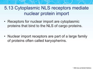 5.13 Cytoplasmic NLS receptors mediate
nuclear protein import
• Receptors for nuclear import are cytoplasmic
proteins that bind to the NLS of cargo proteins.
• Nuclear import receptors are part of a large family
of proteins often called karyopherins.
 