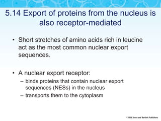 5.14 Export of proteins from the nucleus is
also receptor-mediated
• Short stretches of amino acids rich in leucine
act as the most common nuclear export
sequences.
• A nuclear export receptor:
– binds proteins that contain nuclear export
sequences (NESs) in the nucleus
– transports them to the cytoplasm
 