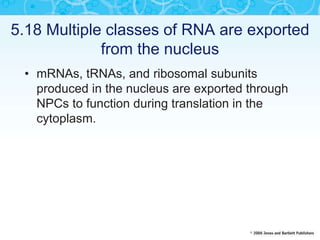 5.18 Multiple classes of RNA are exported
from the nucleus
• mRNAs, tRNAs, and ribosomal subunits
produced in the nucleus are exported through
NPCs to function during translation in the
cytoplasm.
 