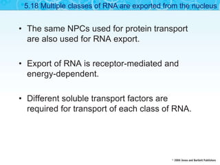 • The same NPCs used for protein transport
are also used for RNA export.
• Export of RNA is receptor-mediated and
energy-dependent.
• Different soluble transport factors are
required for transport of each class of RNA.
5.18 Multiple classes of RNA are exported from the nucleus
 
