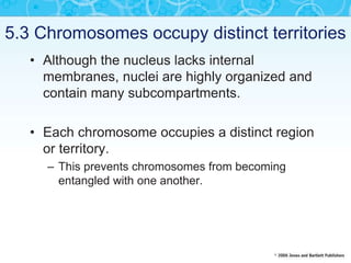 5.3 Chromosomes occupy distinct territories
• Although the nucleus lacks internal
membranes, nuclei are highly organized and
contain many subcompartments.
• Each chromosome occupies a distinct region
or territory.
– This prevents chromosomes from becoming
entangled with one another.
 