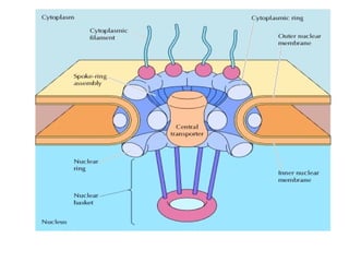 nucleus ultrastructure and its important functions | PPTX