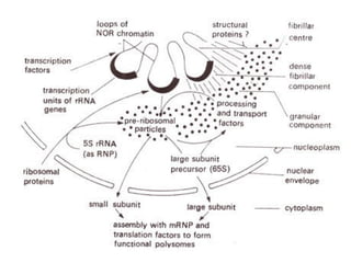 nucleus ultrastructure and its important functions | PPTX