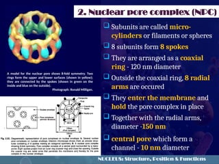 nucleus.pptx cell and cell biology,.... | PPTX