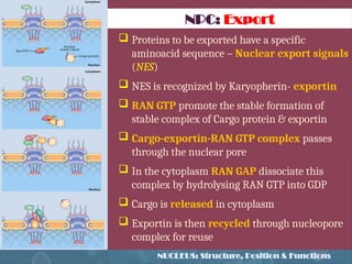 Nucle Export nucleus.pptx cell and cell biology,.... | PPTX