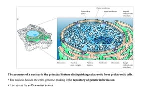 Cell Organelle : Nucleus - Structure and Parts | PPTX