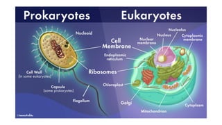 Comprehensive Overview of the Eukaryotic Cell Nucleus Structure and ...
