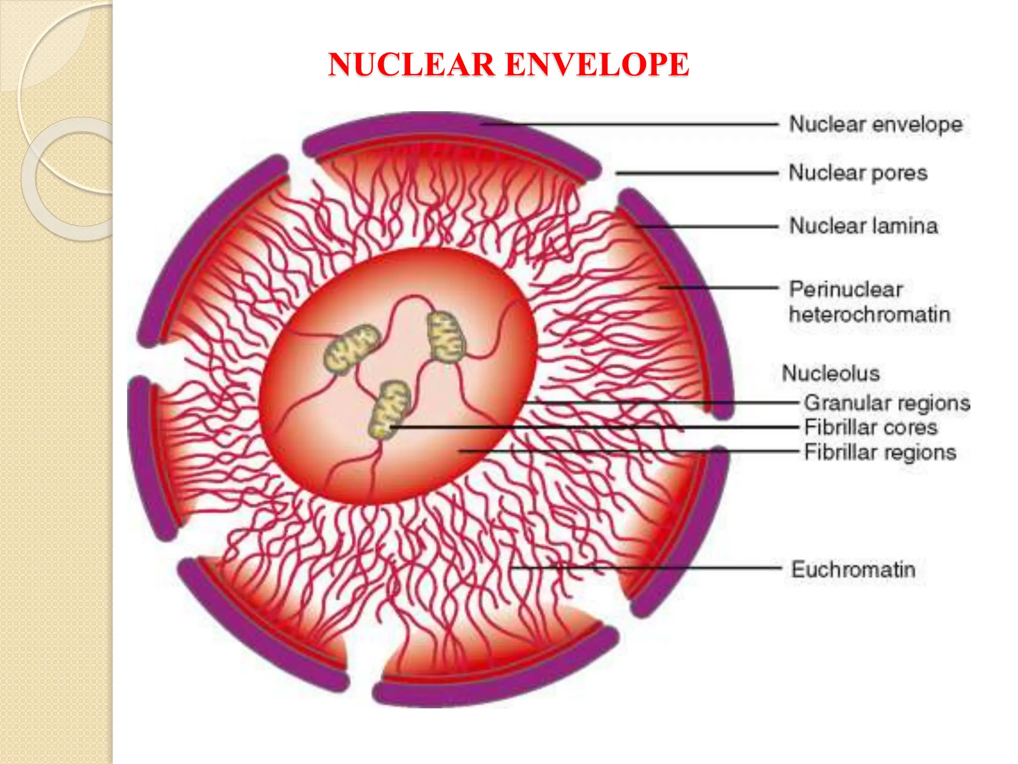 NUCLEAR ENVELOPE
 