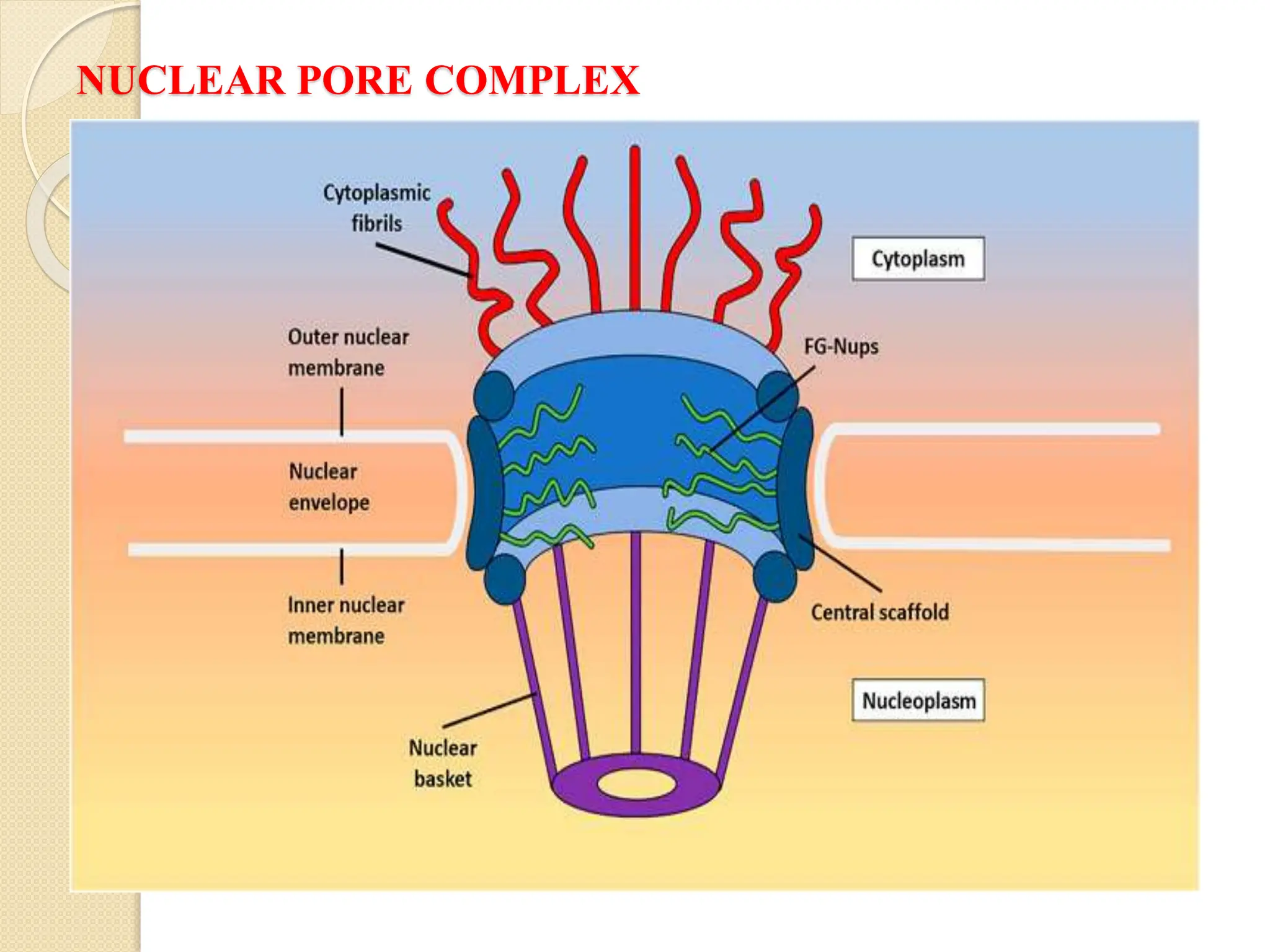 NUCLEAR PORE COMPLEX
 