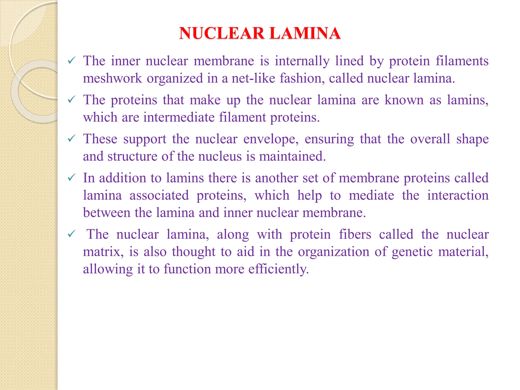 NUCLEAR LAMINA
 The inner nuclear membrane is internally lined by protein filaments
meshwork organized in a net-like fashion, called nuclear lamina.
 The proteins that make up the nuclear lamina are known as lamins,
which are intermediate filament proteins.
 These support the nuclear envelope, ensuring that the overall shape
and structure of the nucleus is maintained.
 In addition to lamins there is another set of membrane proteins called
lamina associated proteins, which help to mediate the interaction
between the lamina and inner nuclear membrane.
 The nuclear lamina, along with protein fibers called the nuclear
matrix, is also thought to aid in the organization of genetic material,
allowing it to function more efficiently.
 