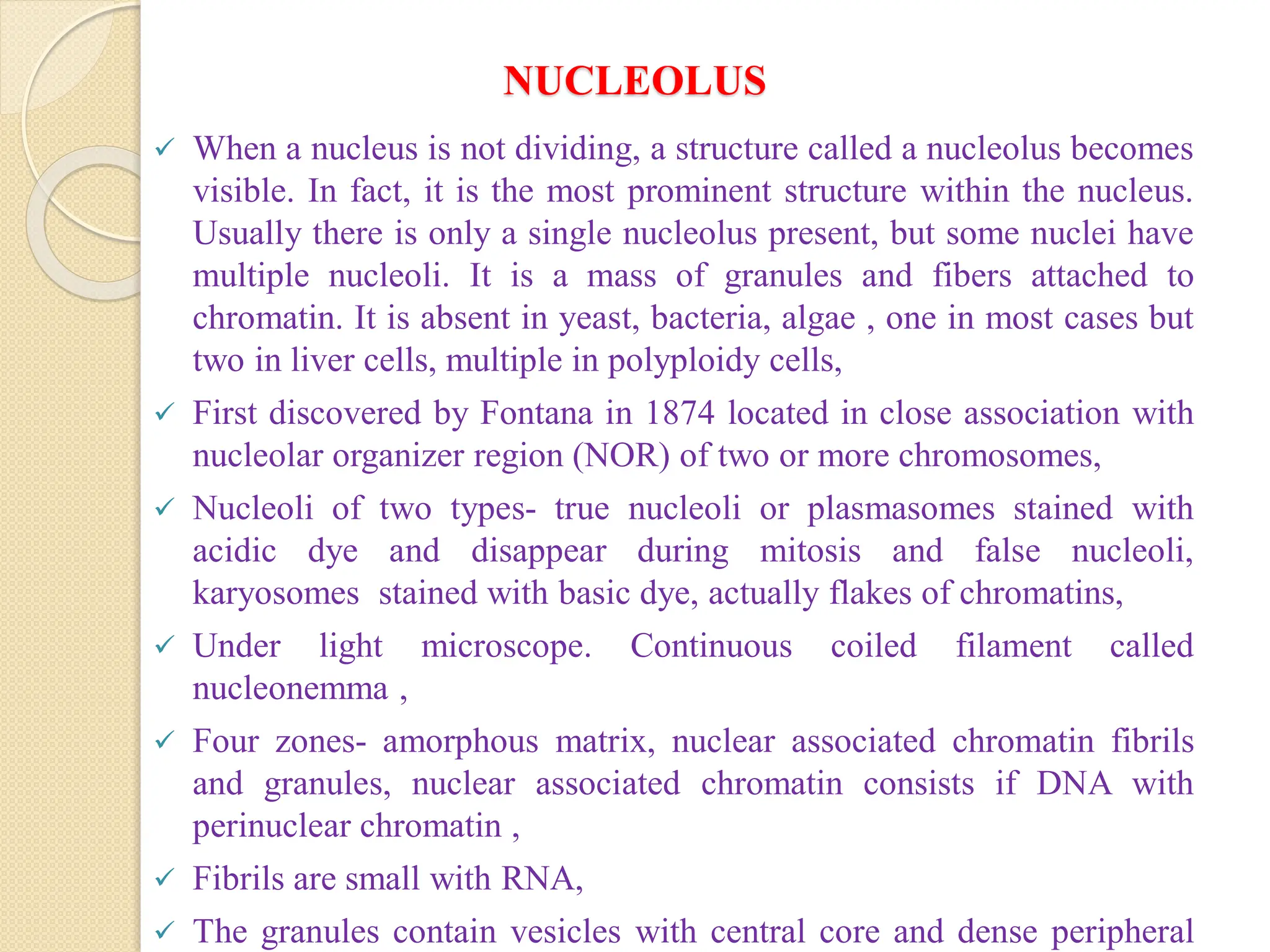 NUCLEOLUS
 When a nucleus is not dividing, a structure called a nucleolus becomes
visible. In fact, it is the most prominent structure within the nucleus.
Usually there is only a single nucleolus present, but some nuclei have
multiple nucleoli. It is a mass of granules and fibers attached to
chromatin. It is absent in yeast, bacteria, algae , one in most cases but
two in liver cells, multiple in polyploidy cells,
 First discovered by Fontana in 1874 located in close association with
nucleolar organizer region (NOR) of two or more chromosomes,
 Nucleoli of two types- true nucleoli or plasmasomes stained with
acidic dye and disappear during mitosis and false nucleoli,
karyosomes stained with basic dye, actually flakes of chromatins,
 Under light microscope. Continuous coiled filament called
nucleonemma ,
 Four zones- amorphous matrix, nuclear associated chromatin fibrils
and granules, nuclear associated chromatin consists if DNA with
perinuclear chromatin ,
 Fibrils are small with RNA,
 The granules contain vesicles with central core and dense peripheral
 