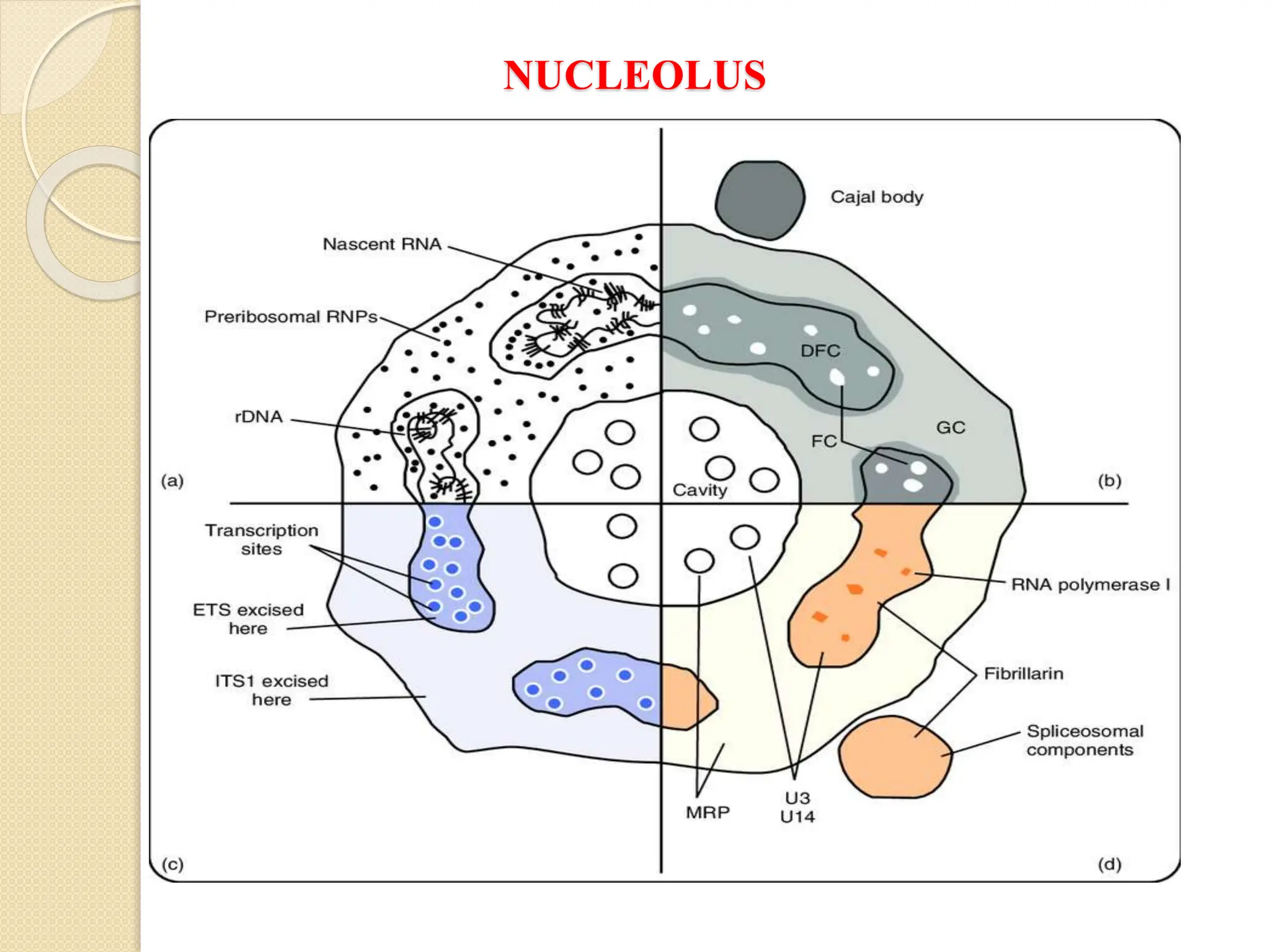 NUCLEOLUS
 