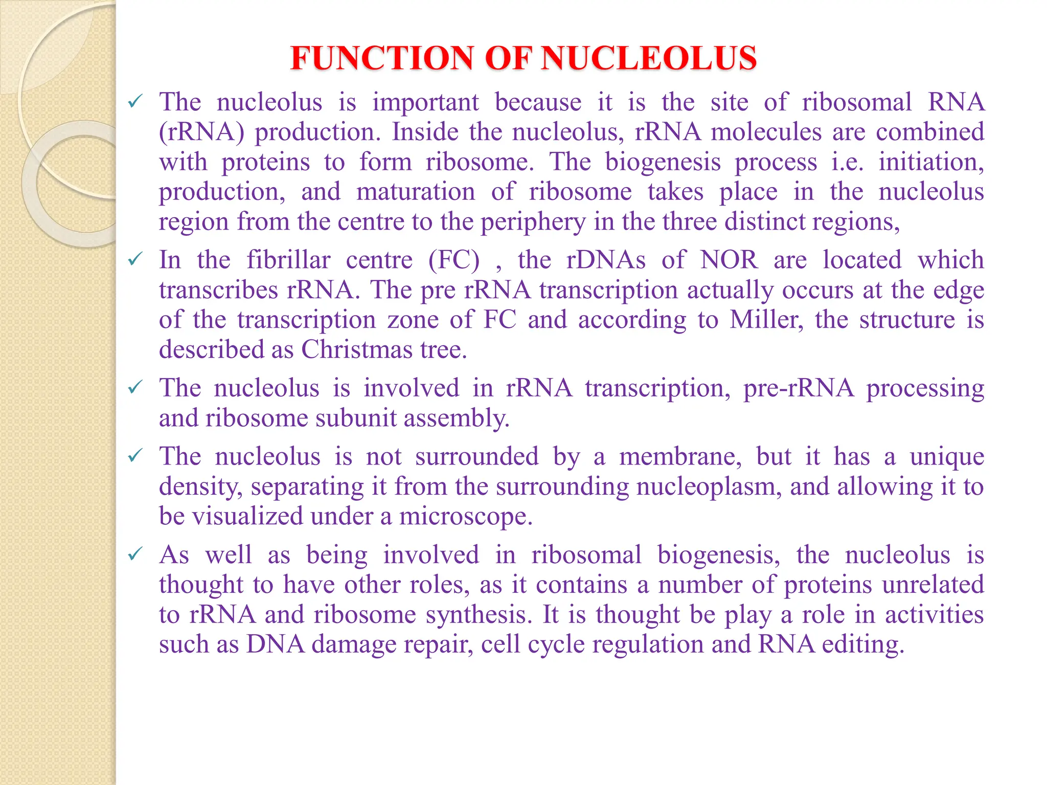 FUNCTION OF NUCLEOLUS
 The nucleolus is important because it is the site of ribosomal RNA
(rRNA) production. Inside the nucleolus, rRNA molecules are combined
with proteins to form ribosome. The biogenesis process i.e. initiation,
production, and maturation of ribosome takes place in the nucleolus
region from the centre to the periphery in the three distinct regions,
 In the fibrillar centre (FC) , the rDNAs of NOR are located which
transcribes rRNA. The pre rRNA transcription actually occurs at the edge
of the transcription zone of FC and according to Miller, the structure is
described as Christmas tree.
 The nucleolus is involved in rRNA transcription, pre-rRNA processing
and ribosome subunit assembly.
 The nucleolus is not surrounded by a membrane, but it has a unique
density, separating it from the surrounding nucleoplasm, and allowing it to
be visualized under a microscope.
 As well as being involved in ribosomal biogenesis, the nucleolus is
thought to have other roles, as it contains a number of proteins unrelated
to rRNA and ribosome synthesis. It is thought be play a role in activities
such as DNA damage repair, cell cycle regulation and RNA editing.
 