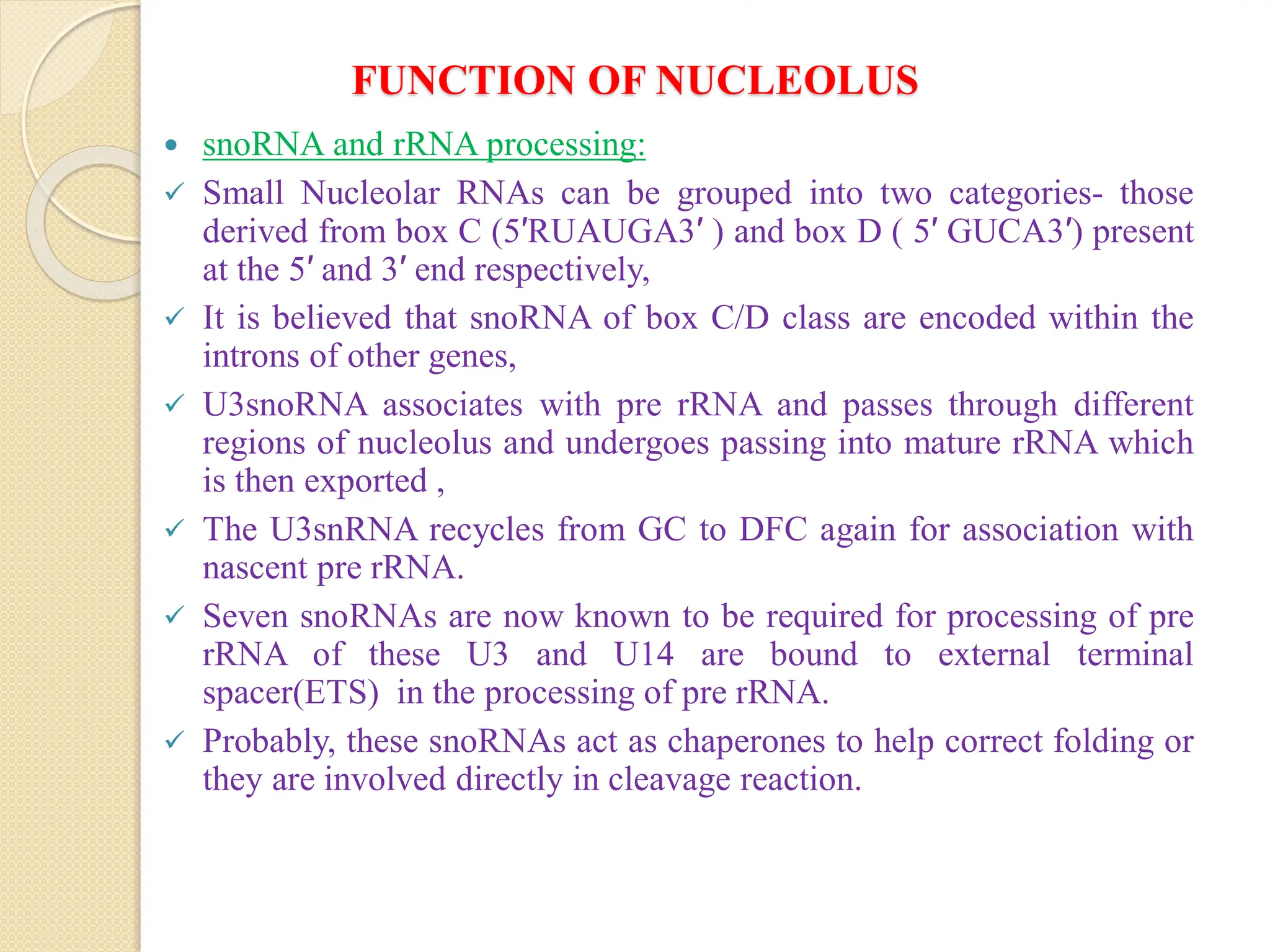 FUNCTION OF NUCLEOLUS
 snoRNA and rRNA processing:
 Small Nucleolar RNAs can be grouped into two categories- those
derived from box C (5′RUAUGA3′ ) and box D ( 5′ GUCA3′) present
at the 5′ and 3′ end respectively,
 It is believed that snoRNA of box C/D class are encoded within the
introns of other genes,
 U3snoRNA associates with pre rRNA and passes through different
regions of nucleolus and undergoes passing into mature rRNA which
is then exported ,
 The U3snRNA recycles from GC to DFC again for association with
nascent pre rRNA.
 Seven snoRNAs are now known to be required for processing of pre
rRNA of these U3 and U14 are bound to external terminal
spacer(ETS) in the processing of pre rRNA.
 Probably, these snoRNAs act as chaperones to help correct folding or
they are involved directly in cleavage reaction.
 