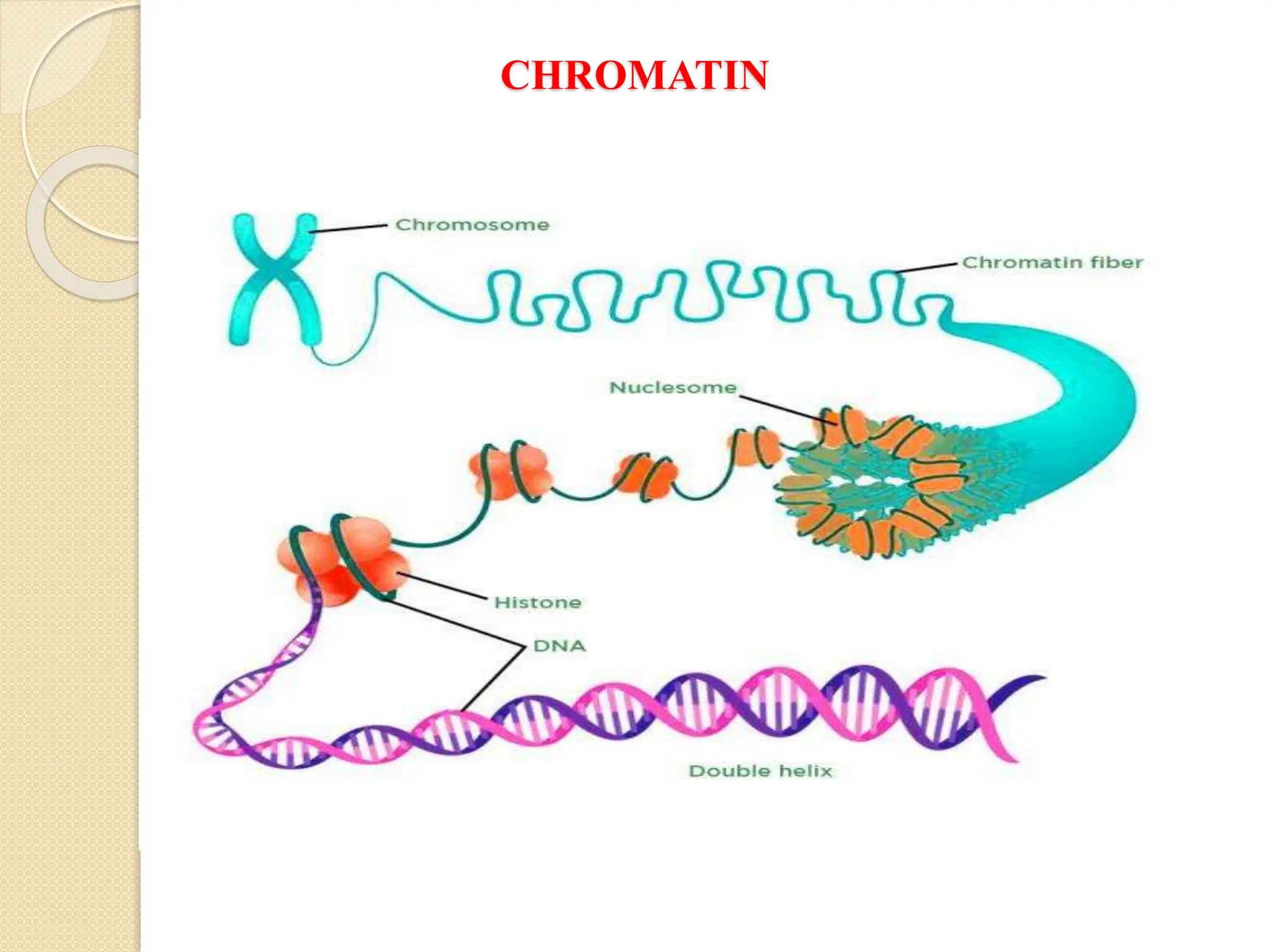 CHROMATIN
 