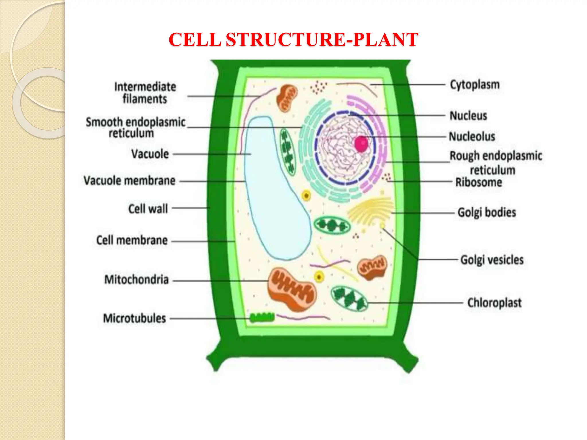 CELL STRUCTURE-PLANT
 