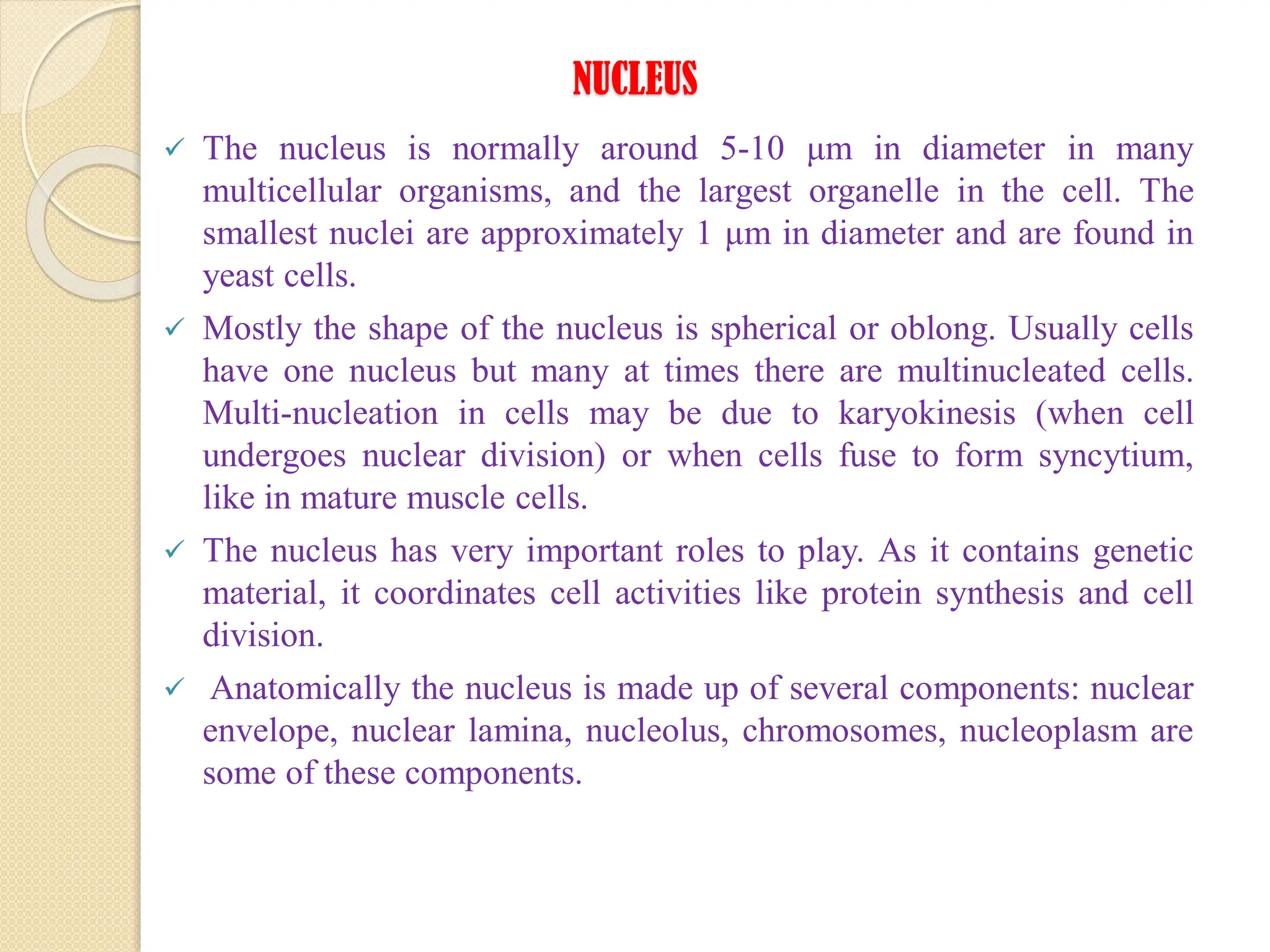 NUCLEUS
 The nucleus is normally around 5-10 μm in diameter in many
multicellular organisms, and the largest organelle in the cell. The
smallest nuclei are approximately 1 μm in diameter and are found in
yeast cells.
 Mostly the shape of the nucleus is spherical or oblong. Usually cells
have one nucleus but many at times there are multinucleated cells.
Multi-nucleation in cells may be due to karyokinesis (when cell
undergoes nuclear division) or when cells fuse to form syncytium,
like in mature muscle cells.
 The nucleus has very important roles to play. As it contains genetic
material, it coordinates cell activities like protein synthesis and cell
division.
 Anatomically the nucleus is made up of several components: nuclear
envelope, nuclear lamina, nucleolus, chromosomes, nucleoplasm are
some of these components.
 