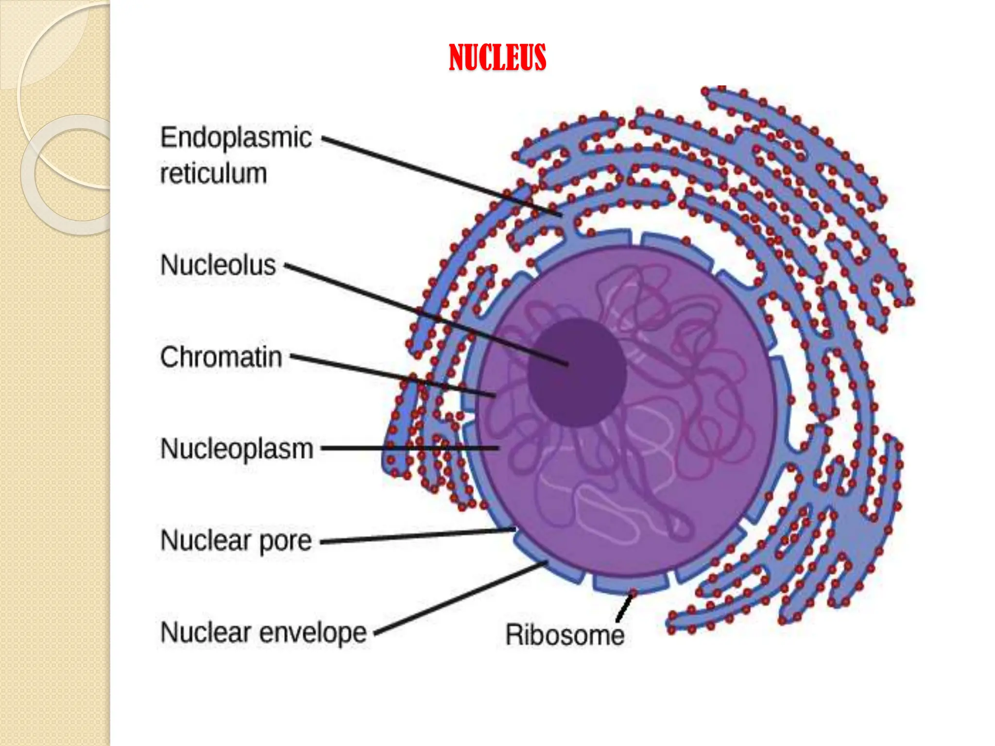 NUCLEUS
 