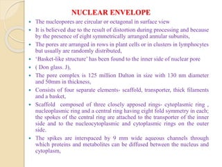NUCLEAR ENVELOPE
 The nucleopores are circular or octagonal in surface view
 It is believed due to the result of distortion during processing and because
by the presence of eight symmetrically arranged annular subunits,
 The pores are arranged in rows in plant cells or in clusters in lymphocytes
but usually are randomly distributed,
 ‘Basket-like structure’ has been found to the inner side of nuclear pore
 ( Don glass. J),
 The pore complex is 125 million Dalton in size with 130 nm diameter
and 50mm in thickness,
 Consists of four separate elements- scaffold, transporter, thick filaments
and a basket,
 Scaffold composed of three closely apposed rings- cytoplasmic ring ,
nucleoplasmic ring and a central ring having eight fold symmetry in each;
the spokes of the central ring are attached to the transporter of the inner
side and to the nucleocytoplasmic and cytoplasmic rings on the outer
side.
 The spikes are interspaced by 9 mm wide aqueous channels through
which proteins and metabolites can be diffused between the nucleus and
cytoplasm,
 