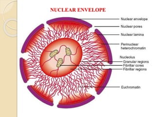 NUCLEAR ENVELOPE
 