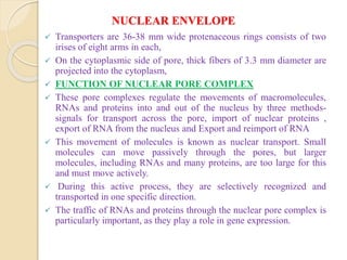 NUCLEAR ENVELOPE
 Transporters are 36-38 mm wide protenaceous rings consists of two
irises of eight arms in each,
 On the cytoplasmic side of pore, thick fibers of 3.3 mm diameter are
projected into the cytoplasm,
 FUNCTION OF NUCLEAR PORE COMPLEX
 These pore complexes regulate the movements of macromolecules,
RNAs and proteins into and out of the nucleus by three methods-
signals for transport across the pore, import of nuclear proteins ,
export of RNA from the nucleus and Export and reimport of RNA
 This movement of molecules is known as nuclear transport. Small
molecules can move passively through the pores, but larger
molecules, including RNAs and many proteins, are too large for this
and must move actively.
 During this active process, they are selectively recognized and
transported in one specific direction.
 The traffic of RNAs and proteins through the nuclear pore complex is
particularly important, as they play a role in gene expression.
 