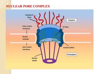 NUCLEAR PORE COMPLEX
 