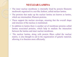 NUCLEAR LAMINA
 The inner nuclear membrane is internally lined by protein filaments
meshwork organized in a net-like fashion, called nuclear lamina.
 The proteins that make up the nuclear lamina are known as lamins,
which are intermediate filament proteins.
 These support the nuclear envelope, ensuring that the overall shape
and structure of the nucleus is maintained.
 In addition to lamins there is another set of membrane proteins called
lamina associated proteins, which help to mediate the interaction
between the lamina and inner nuclear membrane.
 The nuclear lamina, along with protein fibers called the nuclear
matrix, is also thought to aid in the organization of genetic material,
allowing it to function more efficiently.
 