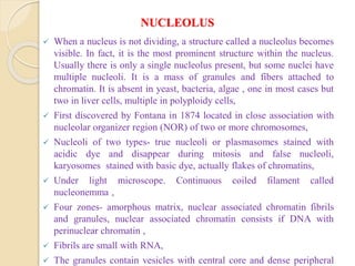 NUCLEOLUS
 When a nucleus is not dividing, a structure called a nucleolus becomes
visible. In fact, it is the most prominent structure within the nucleus.
Usually there is only a single nucleolus present, but some nuclei have
multiple nucleoli. It is a mass of granules and fibers attached to
chromatin. It is absent in yeast, bacteria, algae , one in most cases but
two in liver cells, multiple in polyploidy cells,
 First discovered by Fontana in 1874 located in close association with
nucleolar organizer region (NOR) of two or more chromosomes,
 Nucleoli of two types- true nucleoli or plasmasomes stained with
acidic dye and disappear during mitosis and false nucleoli,
karyosomes stained with basic dye, actually flakes of chromatins,
 Under light microscope. Continuous coiled filament called
nucleonemma ,
 Four zones- amorphous matrix, nuclear associated chromatin fibrils
and granules, nuclear associated chromatin consists if DNA with
perinuclear chromatin ,
 Fibrils are small with RNA,
 The granules contain vesicles with central core and dense peripheral
 