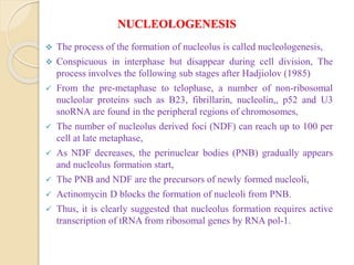 NUCLEOLOGENESIS
 The process of the formation of nucleolus is called nucleologenesis,
 Conspicuous in interphase but disappear during cell division, The
process involves the following sub stages after Hadjiolov (1985)
 From the pre-metaphase to telophase, a number of non-ribosomal
nucleolar proteins such as B23, fibrillarin, nucleolin,, p52 and U3
snoRNA are found in the peripheral regions of chromosomes,
 The number of nucleolus derived foci (NDF) can reach up to 100 per
cell at late metaphase,
 As NDF decreases, the perinuclear bodies (PNB) gradually appears
and nucleolus formation start,
 The PNB and NDF are the precursors of newly formed nucleoli,
 Actinomycin D blocks the formation of nucleoli from PNB.
 Thus, it is clearly suggested that nucleolus formation requires active
transcription of tRNA from ribosomal genes by RNA pol-1.
 