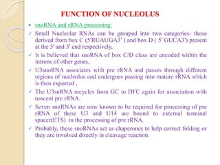 FUNCTION OF NUCLEOLUS
 snoRNA and rRNA processing:
 Small Nucleolar RNAs can be grouped into two categories- those
derived from box C (5′RUAUGA3′ ) and box D ( 5′ GUCA3′) present
at the 5′ and 3′ end respectively,
 It is believed that snoRNA of box C/D class are encoded within the
introns of other genes,
 U3snoRNA associates with pre rRNA and passes through different
regions of nucleolus and undergoes passing into mature rRNA which
is then exported ,
 The U3snRNA recycles from GC to DFC again for association with
nascent pre rRNA.
 Seven snoRNAs are now known to be required for processing of pre
rRNA of these U3 and U14 are bound to external terminal
spacer(ETS) in the processing of pre rRNA.
 Probably, these snoRNAs act as chaperones to help correct folding or
they are involved directly in cleavage reaction.
 