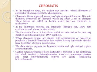 CHROMATIN
 In the interphase stage, the nuclear sap contains twisted filaments of
chromatin which represents the chromosome,
 Chromatin fibers appeared as arrays of spherical particles about 10 nm in
diameter, connected by filaments which are about 2 nm in diameter.
These bodies are called nu bodies which later on confirmed as
nucleosome,
 In the interphase nucleus, the chromatin filaments may show both
centromeric and telomeric attachment,
 The chromatin fibers of interphase nuclei are attached to the that may
function as initiation point of DNA synthesis,
 When chromatin bodies are stained with acetocarmine or Feulgen at
prophase, a linear differentiation into regions having dense stain and that
have light stain s become conspicuous,
 The dark stained regions are heterochromatin and light stained regions
are euchromatin,
 Certain heterochromatin regions particularly proximal to the centromere
are called constitutive heterochromatin serve as chromosome markers
and other heterochromatic regions are called facultatative
heterochromatin.
 
