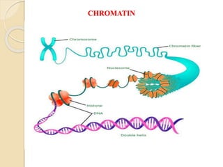 CHROMATIN
 