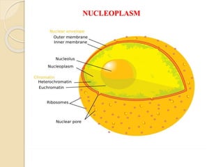NUCLEOPLASM
 