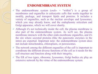 ENDOMEMBRANE SYSTEM
 The endomembrane system (endo- = “within”) is a group of
membranes and organelles in eukaryotic cells that works together to
modify, package, and transport lipids and proteins. It includes a
variety of organelles, such as the nuclear envelope and lysosomes,
which you may already know, and the endoplasmic reticulum and
Golgi apparatus, which we will cover shortly.
 Although it's not technically inside the cell, the plasma membrane is
also part of the endomembrane system. As we'll see, the plasma
membrane interacts with the other endo-membrane organelles, and it's
the site where secreted proteins (like the pancreatic enzymes in the
intro) are exported. Important note: the endomembrane system does
not include mitochondria, chloroplasts, or peroxisomes.
 The network among the different organelles of the cell is important to
coordinate the different diverse functions of the cell as it needs for the
cell structure and function along with their integrity,
 The ER of two types, ribosome, lysosomes, Golgi bodies etc play an
extensive network by the virtue of the endomembrane system.
 