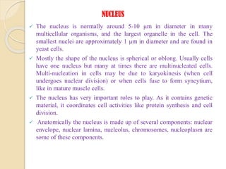 NUCLEUS
 The nucleus is normally around 5-10 μm in diameter in many
multicellular organisms, and the largest organelle in the cell. The
smallest nuclei are approximately 1 μm in diameter and are found in
yeast cells.
 Mostly the shape of the nucleus is spherical or oblong. Usually cells
have one nucleus but many at times there are multinucleated cells.
Multi-nucleation in cells may be due to karyokinesis (when cell
undergoes nuclear division) or when cells fuse to form syncytium,
like in mature muscle cells.
 The nucleus has very important roles to play. As it contains genetic
material, it coordinates cell activities like protein synthesis and cell
division.
 Anatomically the nucleus is made up of several components: nuclear
envelope, nuclear lamina, nucleolus, chromosomes, nucleoplasm are
some of these components.
 