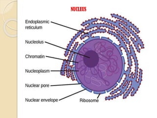 NUCLEUS
 