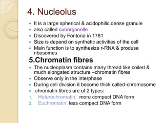 The outer membrane is continuous with the membrane of golgi body, mitochondria, ER, also studded with ribosomesNuclear pores:nuclear membrane is not continuous but broken at regular intervals,these broken areas are known as nuclear pores.They are various in no. & depends on species & type of the cell,e.g. in mammalian cell-3000 to 4000 poresShape is octagonal due to the presenece of 8 granules arrenged symmetricallyPore’s diameter is 600Å but molecules which are freely diffuse through gap are only about 9nm wide, due to the presence of regulatory system within the center of the poreThe pores are enclosed      by a circular structure –annuli, pores & annuli are     collectively called pore complex sometime pore complex      remains covered by a thin      membrane (septum) ,     which act as selective     permeability.    