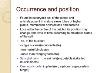 Occurrence and positionFound in eukaryotic cell of the plants and animals,absent in mature sieve tubes of higher plants, mammalian erythrocytes and bacteriaLocated in the centre of the cell,but its position may change from time to time according to metabolic states of the cell no. of the nucleus:    -single nucleus(mononucleate)    -two nuclei(binuleate)    -more than two(polynucleate)Syncytial cells    : in animals(e.g.osteblast,straited muscle fibers) Coenocytic cells: in plants(e.g.siphonalalgae,certainfungai)
