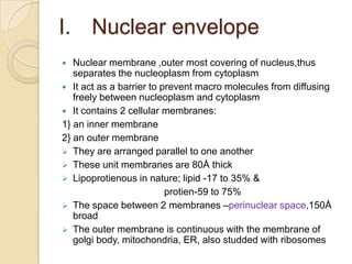 Nuclear envelopeNuclear membrane ,outer most covering of nucleus,thus separates the nucleoplasm from cytoplasmIt act as a barrier to prevent macro molecules from diffusing freely between nucleoplasm and cytoplasmIt contains 2 cellular membranes:1} an inner membrane2} an outer membraneThey are arranged parallel to one another